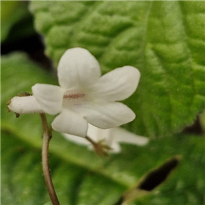 Streptocarpus Kentaniensis